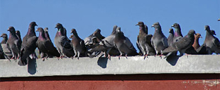 Pigeon proofing