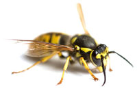 Wasp Control